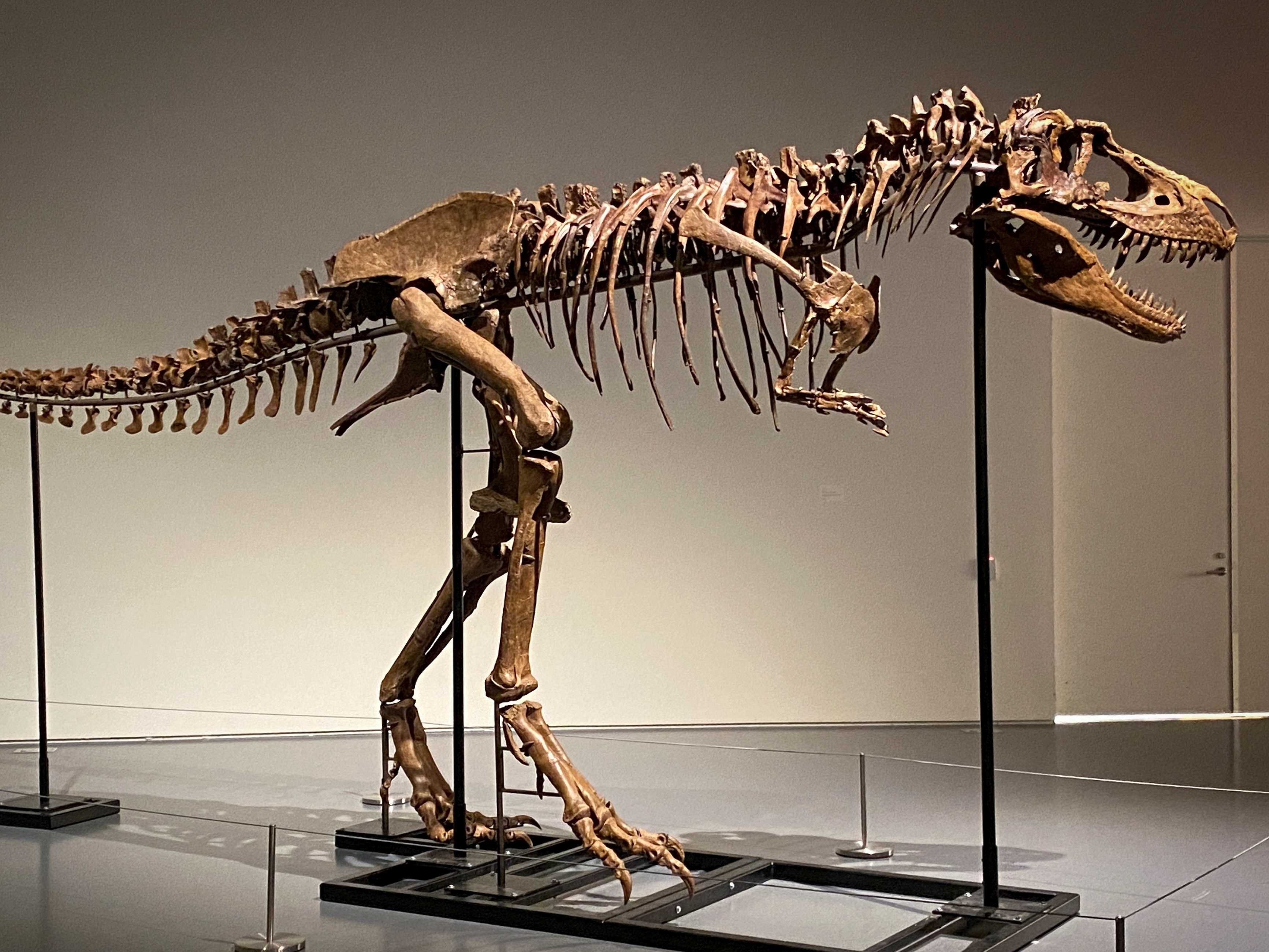 Crânio de T. Rex é leiloado por US$ 6,1 milhões - 11/12/2022