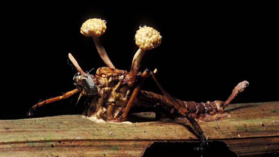 Um inseto morto com o corpo frutífero de um fungo do gênero Cordyceps - Getty Images