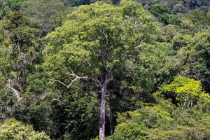 Desmatamento da Amazônia caiu 21,8% em 2023 em relação a 2022, diz Inpe (Foto: DW)