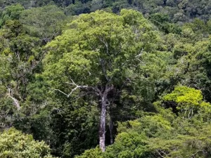 Desmatamento da Amazônia caiu 21,8% em 2023 em relação a 2022, diz Inpe