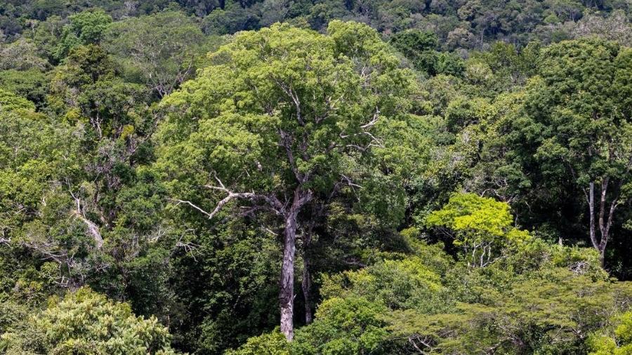Árvores gigantes da Amazônia