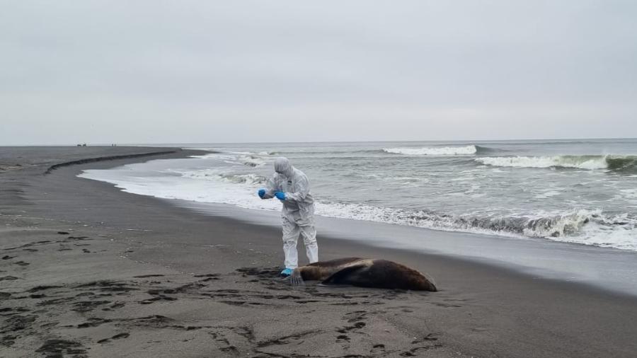 Mais espécies estão sendo afetadas pela gripe aviária no Chile, informa Sernapesca - Reprodução/ Servicio Nacional de Pesca y Acuicultura/ Twitter @sernapesca