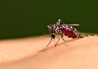 Cor da roupa pode atrair ou repelir mosquito da dengue; veja quais evitar (Foto: Brasil Escola)