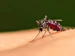 Dengue, uma doença traiçoeira: eu nunca havia visto meu filho tão mal