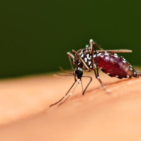 Mosquito Aedes aegypti, transmissor da dengue - Brasil Escola