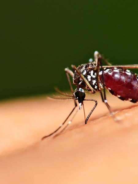 Ministério da Saúde promove 'Dia D' contra a dengue no dia 2 de março