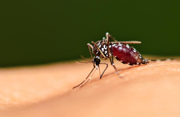 Mosquito Aedes aegypti, transmissor da dengue