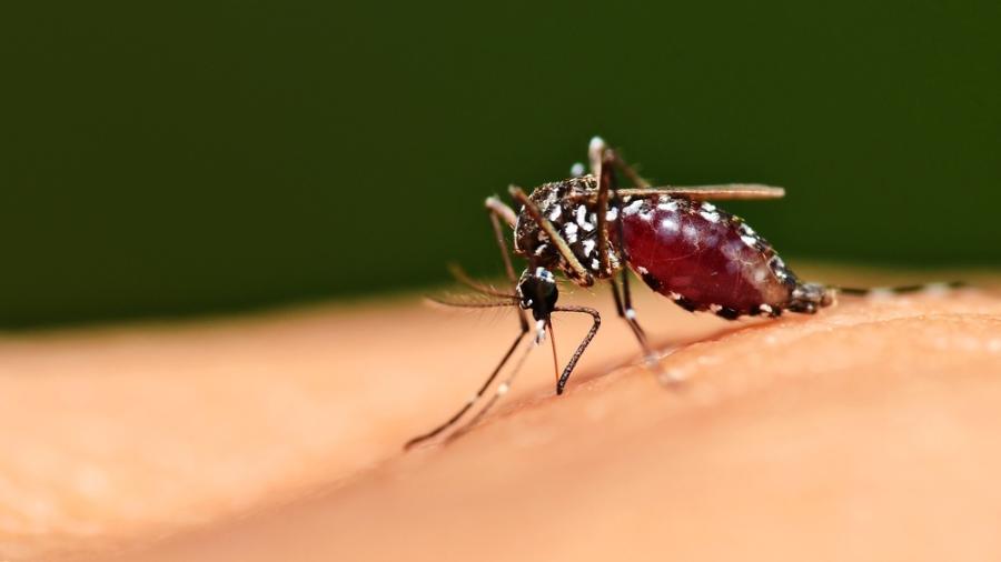 Mosquito Aedes aegypti, transmissor da dengue.