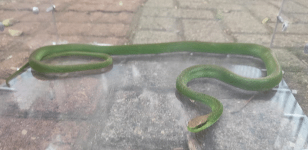 Vídeo: Cobra peçonhenta é encontrada dentro de ônibus escolar em SC
