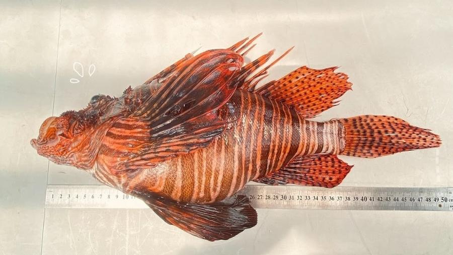 Peixe-leão de 49 centímetros capturado em Fernando de Noronha é considerado o maior do mundo, segundo os mergulhadores envolvidos na operação Peixe-leão de 49 centímetros capturado em Fernando de Noronha é considerado o maior do mundo, segundo os mergulhadores envolvidos na operação