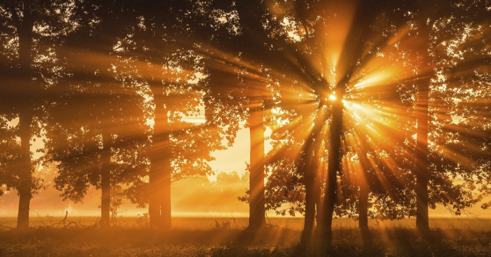 29.set.2015 - Primeiros raios de sol deslizam entre os ramos de uma árvore em Beeskow, na Alemanha