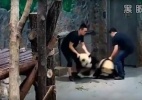 Vídeo de supostos maus-tratos a pandas em zoo gera polêmica na China - Reprodução/Youtube @??????? ????????