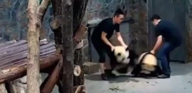 Cuidadores do zoológico jogam violentamente os pandas no chão em vídeo divulgado na internet - Reprodução/Youtube @Татьяна Тютюнова