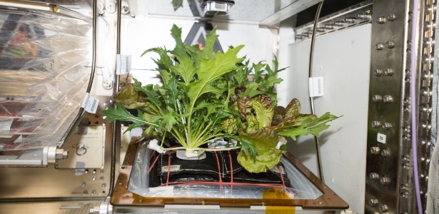 Câmara de cultivo da Estação Espacial Internacional já produz variedades diferentes de plantas - NASA/ISS
