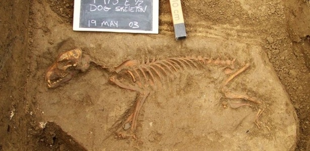 Primeiros cães vieram para as Américas apenas por volta de 10 mil anos atrás, segundo achados arqueológicos - Illinois State Archaeological Survey