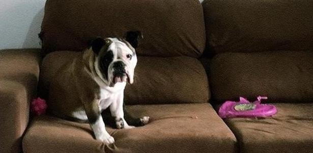 Temperamento do animal | Corajoso? Estudo ajuda a compreender o jeitinho dos cães