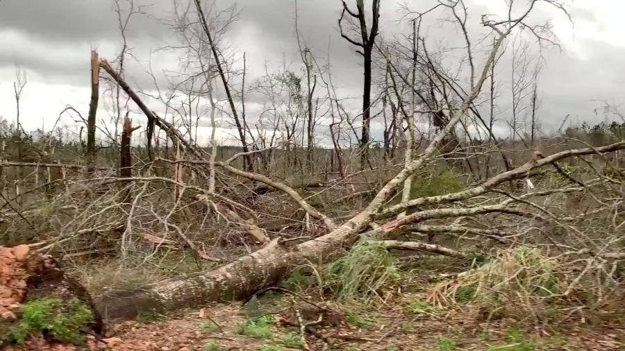 Árvores caem nas estradas de Beauregard, no Alabama, após passagem de tornado. Mais de 20 pessoas morreram no estado  - Reprodução