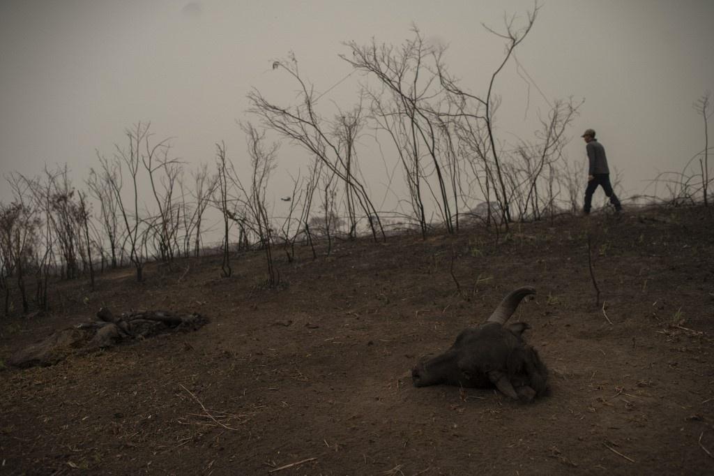 Images show fire in the Pantanal region, devastated by the fires that occurred in September 2020 - Mauro Pimentel / AFP