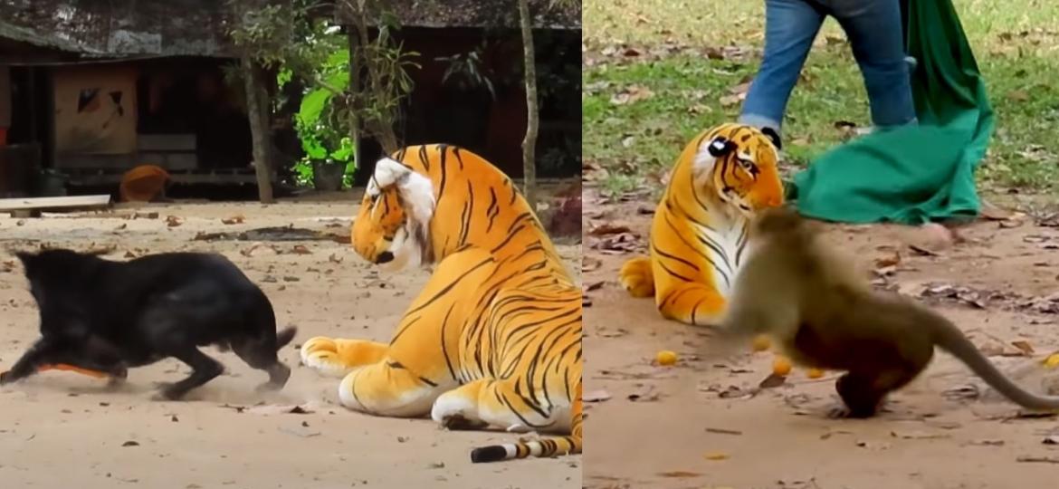 Cachorro e macaco se assustam ao perceberem presença de tigre de pelúcia  - Reprodução/Youtube/Angel Naga