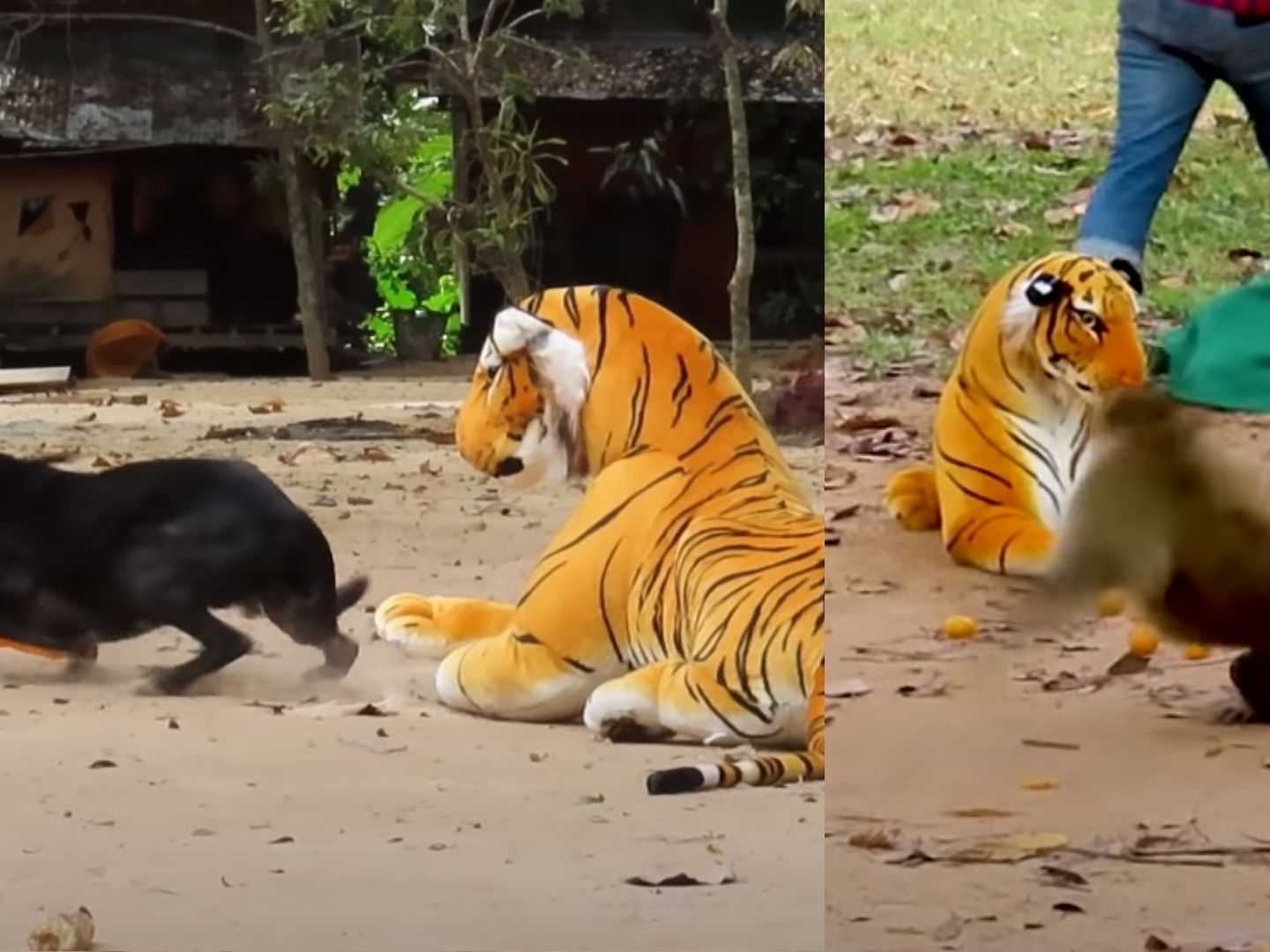 Vídeo: cães e macacos levam susto ao verem tigre de pelúcia; veja