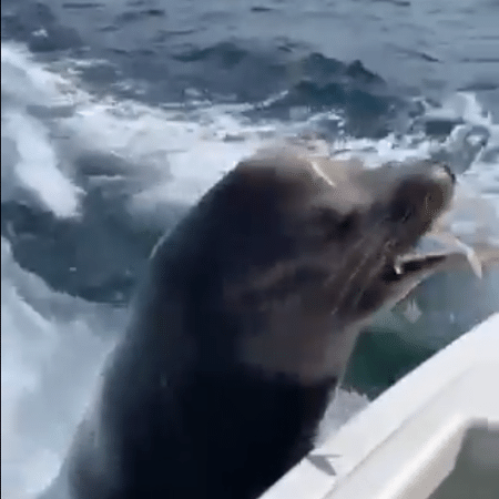 Leão-marinho mastigando um dos peixes dados para ele, após a invasão - Reprodução/Twitter/@TomBoadle
