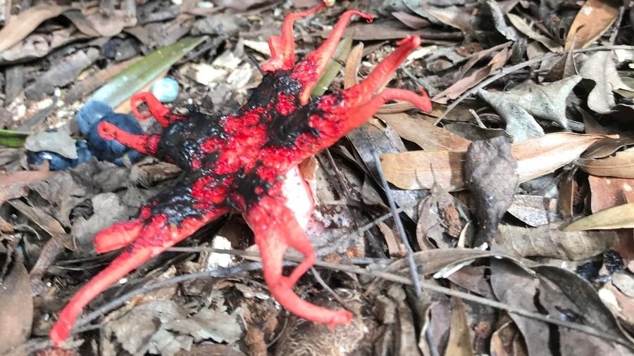 Fungo estranho encontrado por alpinista na Austrália - Reprodução/Reddit