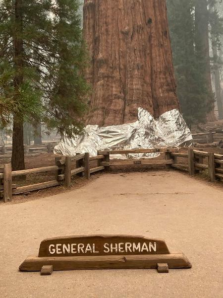 A General Sherman tem mais de 2,5 mil anos e seu tamanho foi certificado pelo Guinness em 2013 - Divulgação/Sequoia and Kings Canyon National Parks