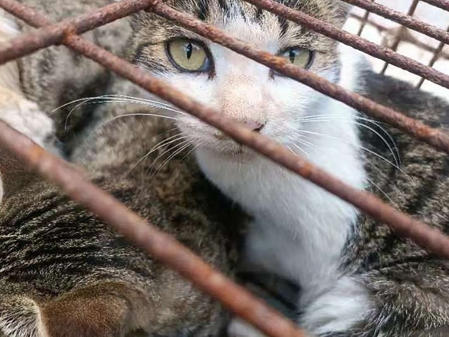 G1 > Planeta Bizarro - NOTÍCIAS - Chinês captura rato do tamanho de um gato