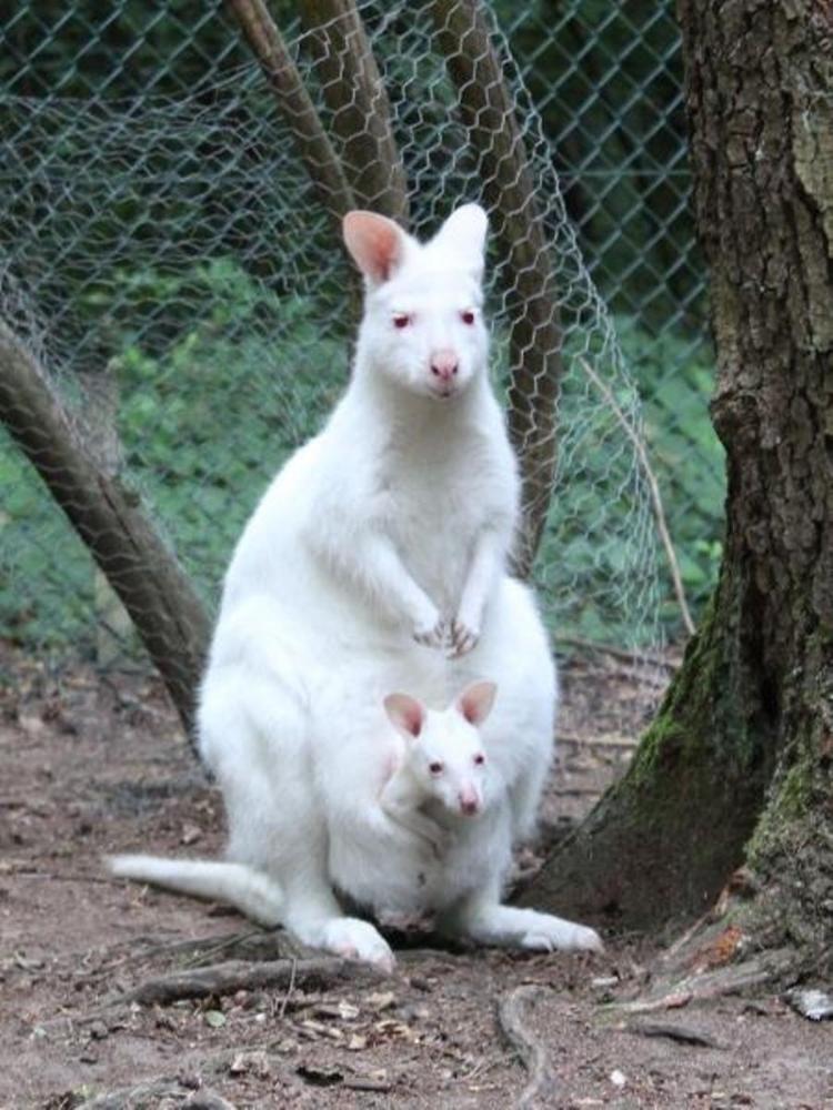 Albino kangaroo - Reproduction - Reproduction