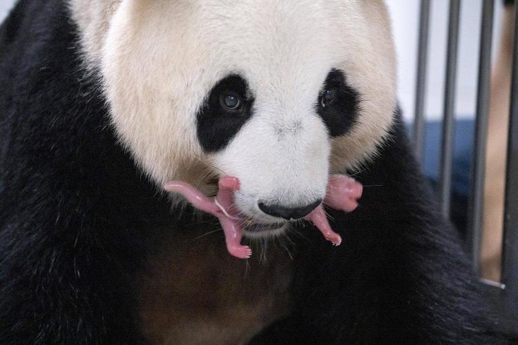 Panda gigante Ai Bao segura seu bebê panda com a boca após dar à luz gêmeos no parque de diversões Everland em Yongin, Coreia do Sul