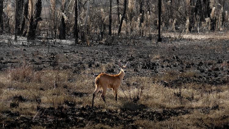 Cervo-do-pantanal em vegetação após fogo no bioma em região próxima de Miranda (MS)