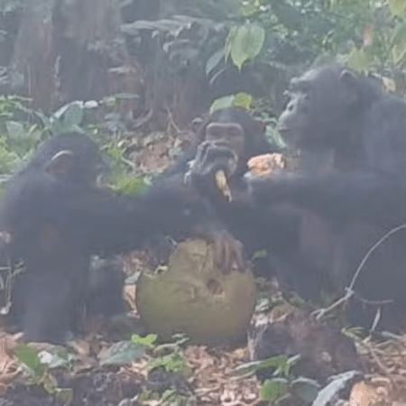 Chimpanzés compartilhando fruta-pão africana fermentada, que tem teor baixo de álcool Chimpanzés compartilhando fruta-pão africana fermentada, que tem teor baixo de álcool