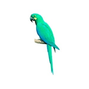 Reprodução/IUCN Reprodução/IUCN