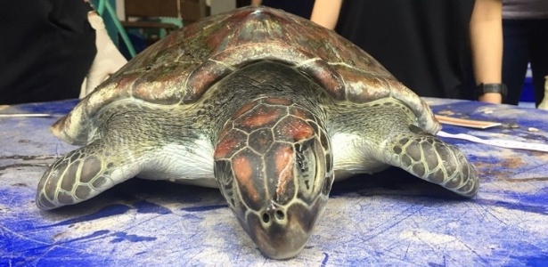 Imagem mostra a carcaça de uma tartaruga verde que não sobreviveu à tentativa dos veterinários de salvá-la por alimentação intravenosa no centro marinho na província de Chantabur, Tailândia - AFP/Centro de Pesquisa e Desenvolvimento de Recursos Marinho e Costeiro