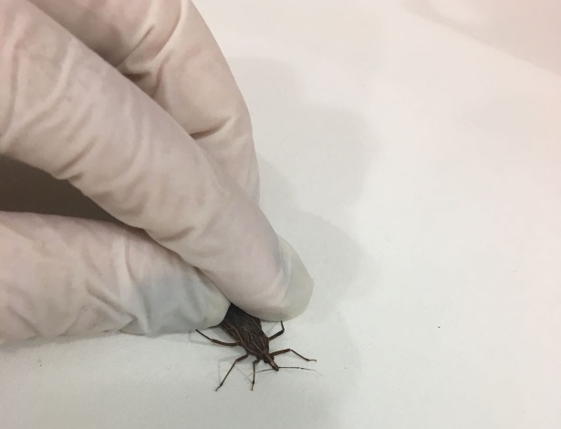 Barbeiro, o inseto responsável por transmitir o parasita da doença de Chagas - Divulgação