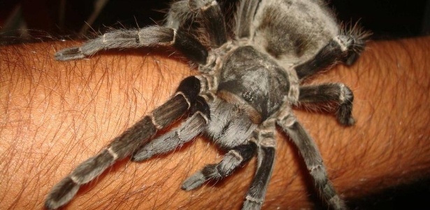 Analgésico feito a partir de substância extraída de aranha é desenvolvido no Brasil - Vini Christ