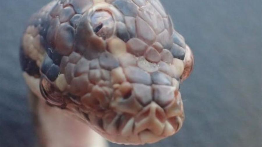 A cobra de três olhos morreu semanas após ter sido encontrada, em março - NT Parks and Wildlife/BBC