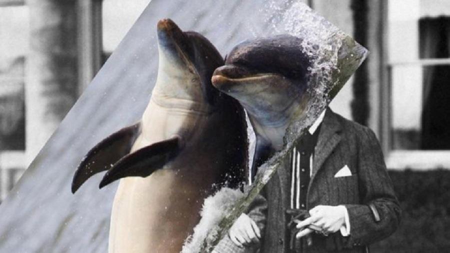 Assim com os golfinhos, os seres humanos são capazes de usar o som para se localizar - BBC/Getty Images