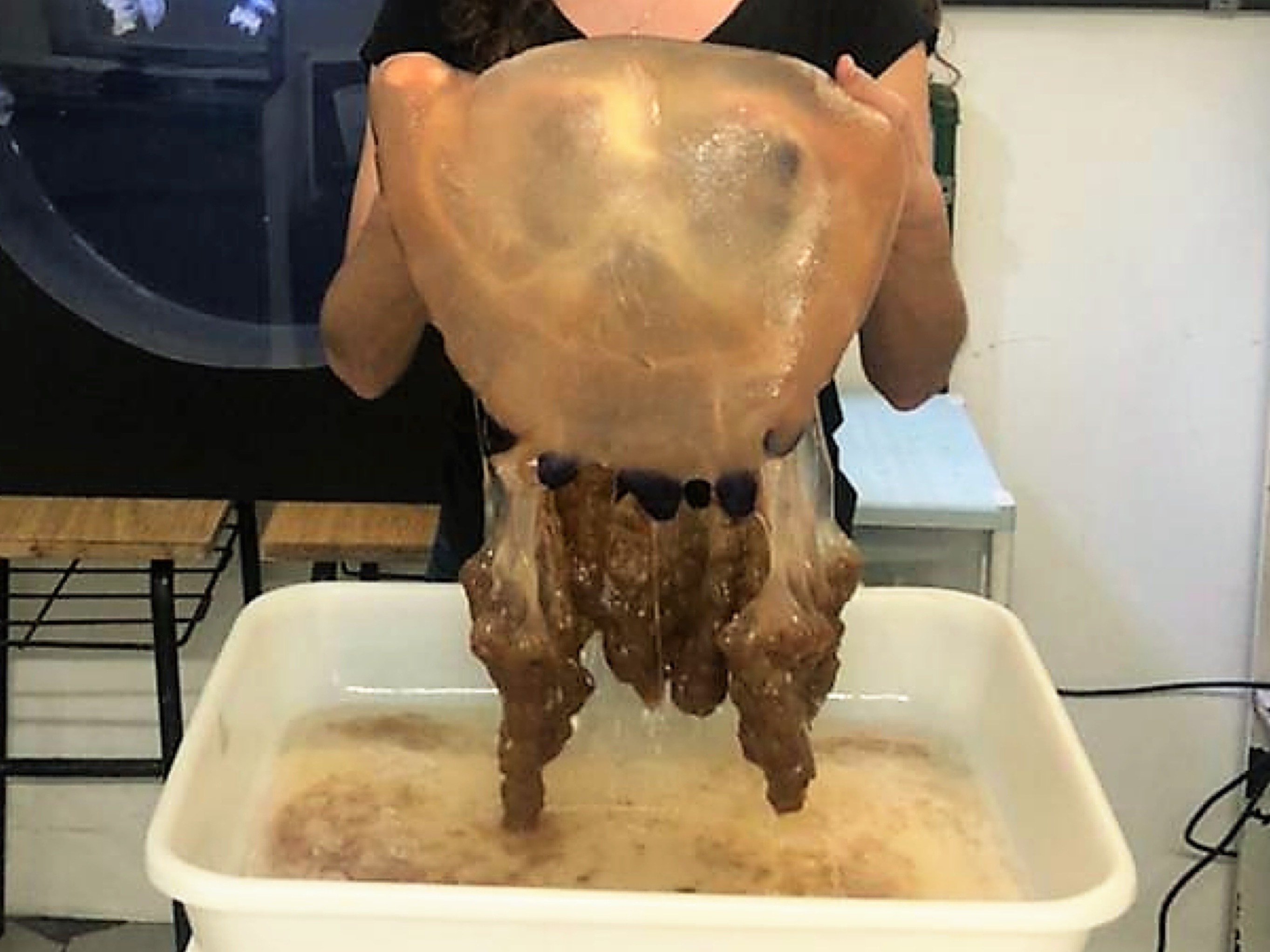 Raro exemplar de água-viva gigante é capturado em Santa Catarina