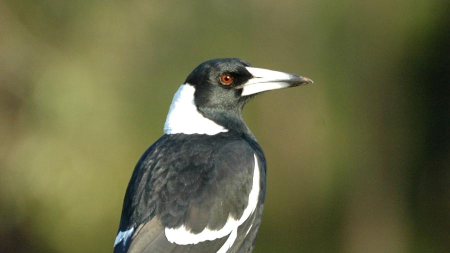 "Magpie", como também é conhecido, é parente distante dos corvos - Avicedea/Wikimedia Commons