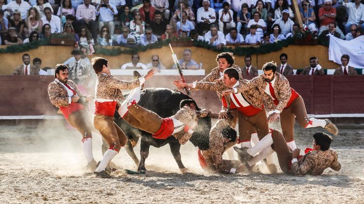 A saga de Chapado, cavalo abandonado e ferido, adotado no interior