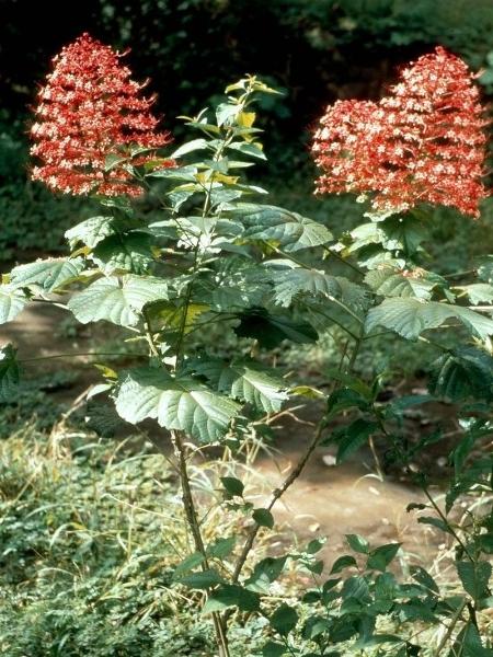 Maha Molu Pagoda Flower
