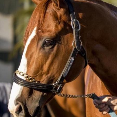Cavalo Justify