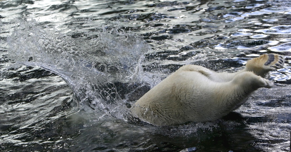 30.jul.2015 - Urso polar pula para dentro piscina em sua jaula, no zoológico de Praga, na República Tcheca