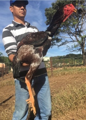 O galo  "Canário Diamante" chegou aos 124 centímetros com técnicas de manejo e melhoramento genético  - Divulgação