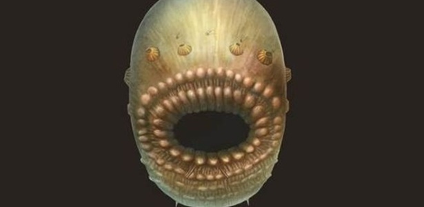 Uma reconstrução do que seria o Saccorhytus a partir dos fósseis encontrados