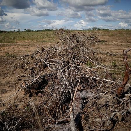 Arquivo - Porção do cerrado com indícios de desmatamento em Palmeirante, Tocantins; Após uma leve queda no ano passado, o desmatamento no bioma voltou a subir este ano - Ueslei Marcelino/Reuters