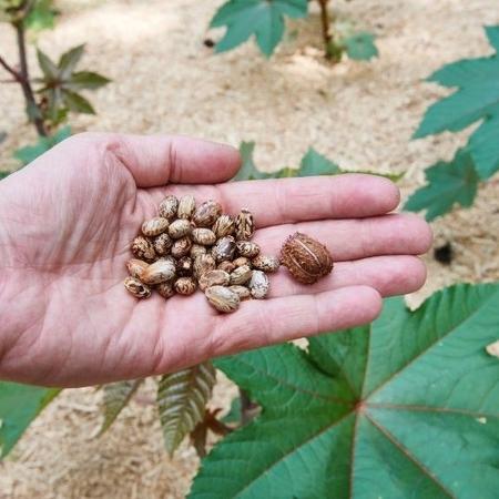 Pesquisador em empresa de tecnologia teria comprado 800 sementes de mamona, usadas para produzir substância letal ricina - Getty Images via BBC