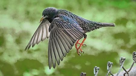 A espécie Sturnus vulgaris é considerada uma praga em vários países, como nos EUA, onde já existem cerca de 200 milhões de indivíduos - Reprodução/WikiCommons/C. H. Apperson
