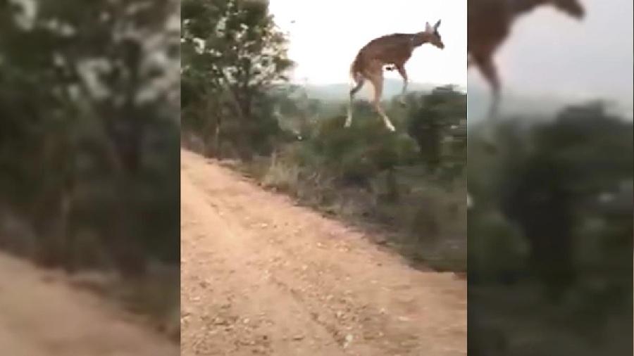 Imagem capturada de cervo dando um salto impressionante em parque ecológico na Índia - Reprodução/Wildlense Eco Foundation